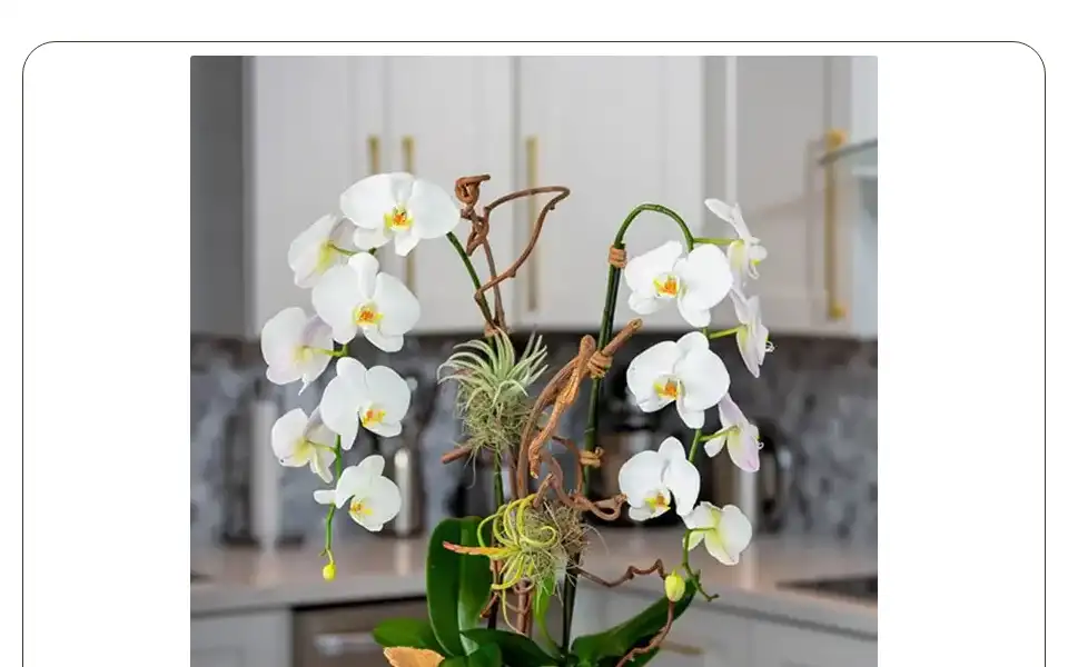 Screenshot of vivaorchids.com
