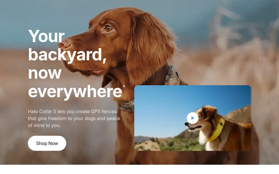 Screenshot of wagz.com