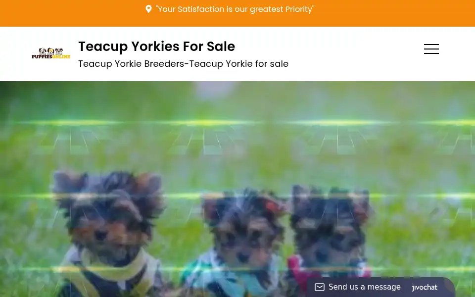 Screenshot of yorkiepuppy4homes.com