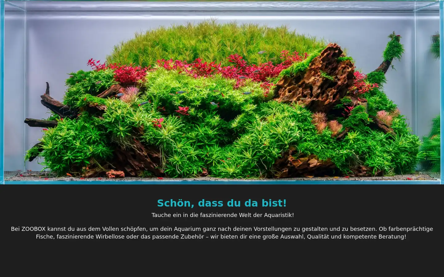 Screenshot of zoobox.de